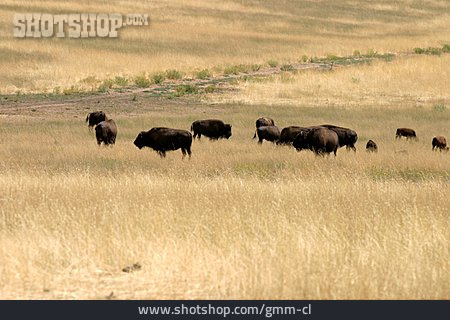 
                Steppe, Büffelherde, Amerikanischer Bison                   
