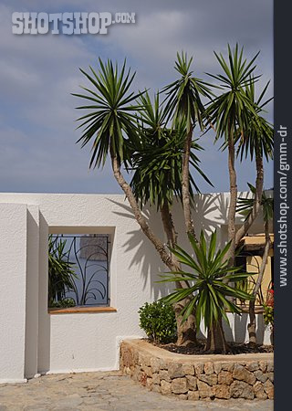 
                Palme, Mediterran                   