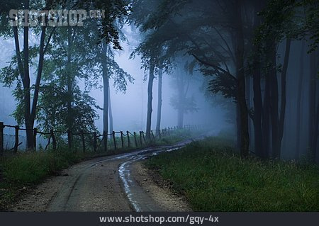 
                Wald, Nebel, Waldweg                   