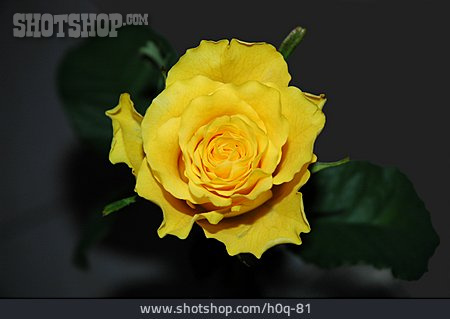 
                Rose, Gelb                   