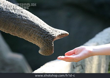 
                Freundschaft, Hand, Elefantenrüssel                   