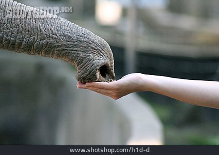 
                Hand, Füttern, Elefantenrüssel                   