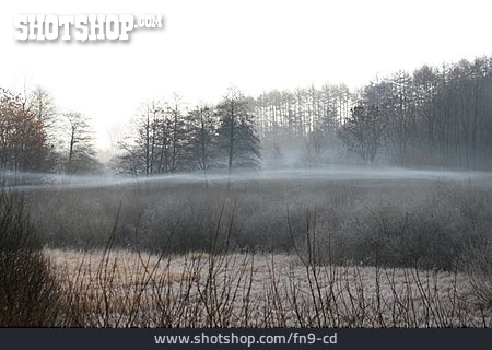 
                Wald, Nebelschwade                   