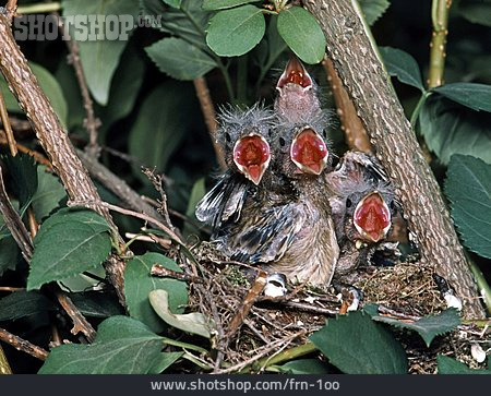 
                Nest, Hunger, Vogelnest, Brut                   