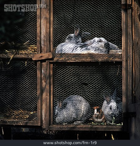 
                Kaninchen, Kaninchenstall                   