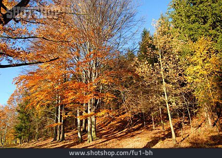 
                Herbst, Laub, Laubwald                   
