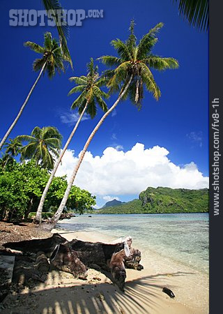 
                Strand, Palmen, Polynesien                   