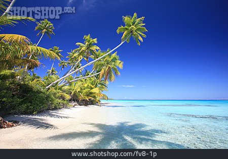 
                Strand, Meer, Palme, Polynesien                   