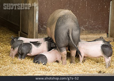 
                Tierfamilie, Schwäbisch-hällisches Schwein                   