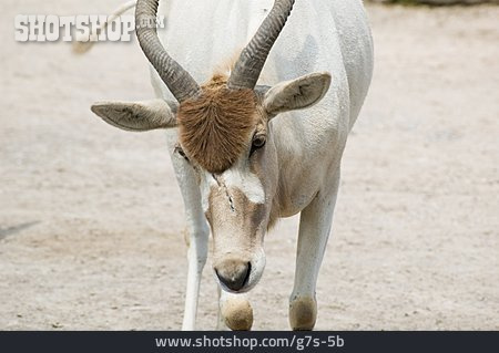 
                Antilope, Mendesantilope                   