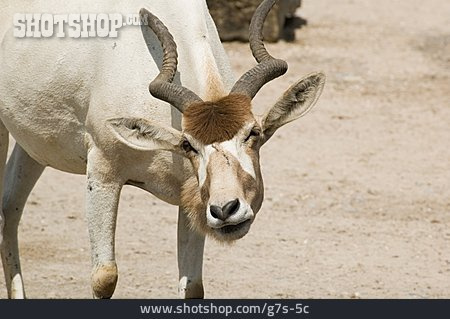 
                Antilope, Mendesantilope                   