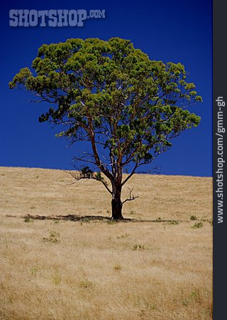 
                Australien, Eukalyptusbaum                   