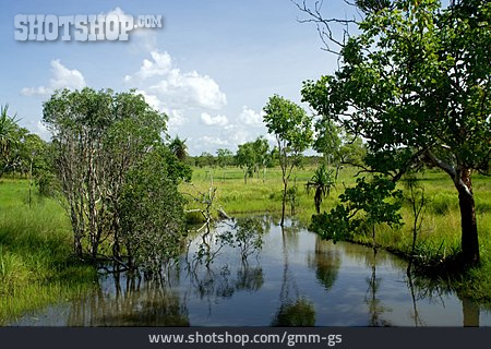 
                Sumpf, Australien, Feuchtgebiet                   