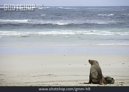 
                Strand, Meer, Seehund                   