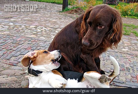 
                Beagle, Deutsch-langhaar                   
