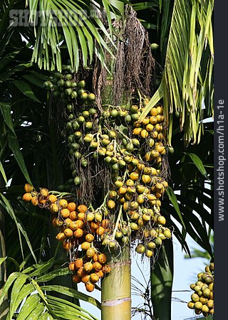 
                ölpalme, Palmfrucht                   