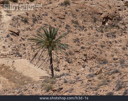 
                Wüste, Steinwüste, Tunesien                   