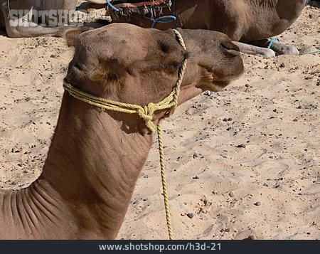 
                Kamel                   