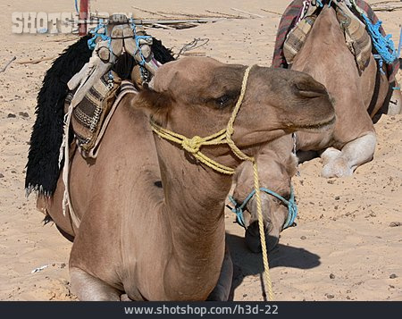 
                Kamel                   