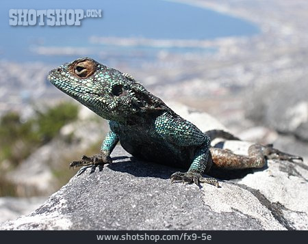 
                Reptil, Echse, Kapstadt                   