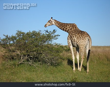 
                Giraffe, Südafrika, Savanne                   