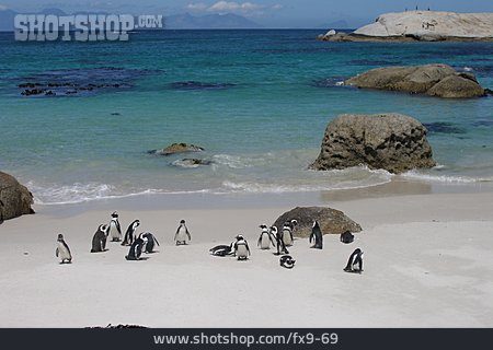 
                Pinguin, Südafrika, Boulders Beach                   