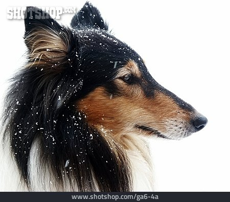 
                Hund, Schneefall, Collie                   