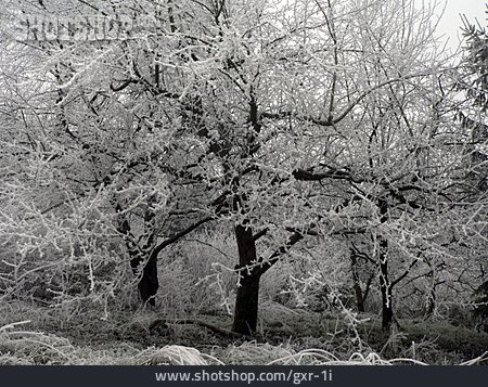 
                Winter, Raureif, Apfelbaum                   