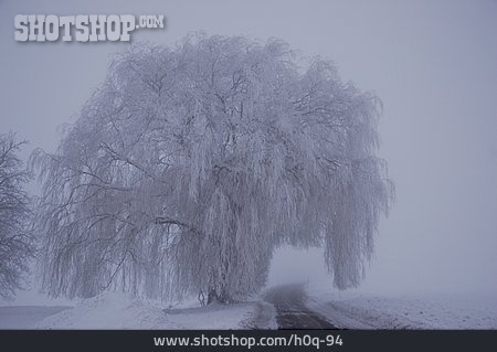 
                Baum, Schnee, Straße                   