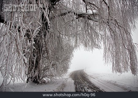 
                Baum, Weg, Schnee                   
