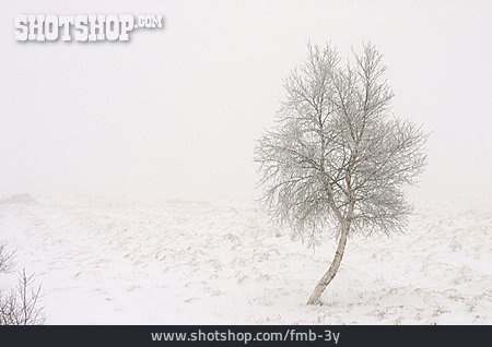 
                Baum, Winter, Nebel, Kälte                   