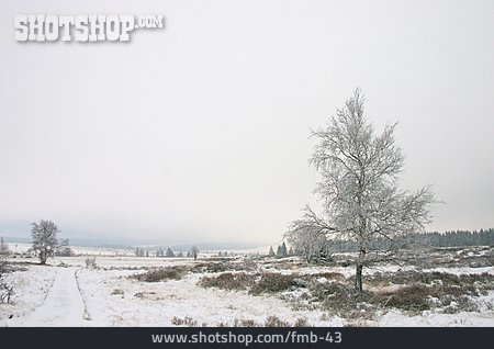 
                Baum, Winter, Schnee                   