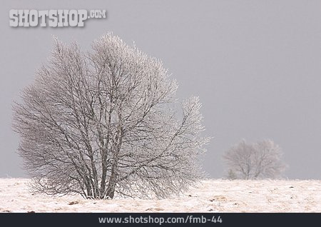 
                Ruhe, Baum, Winter, Schnee                   