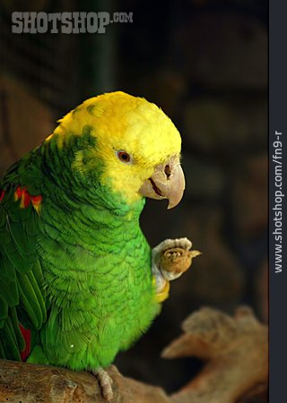 
                Papagei, Gelbkopfamazone                   