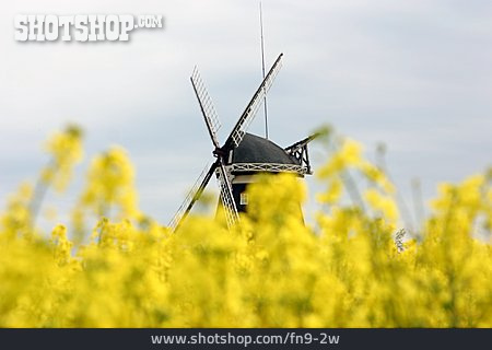 
                Rapsfeld, Windmühle                   