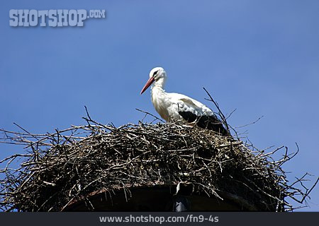 
                Nest, Storch, Weißstorch                   