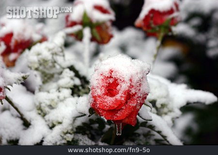 
                Rose, Blüte, Schnee                   