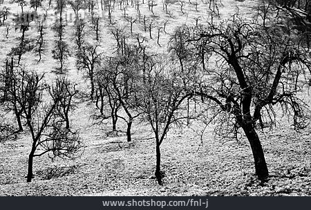 
                Schwarzweiß, Winter, Bäume                   