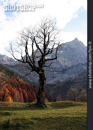 
                Mountain Range, Autumn, Maple Tree                   