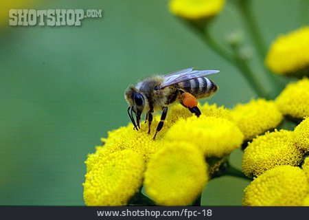 
                Biene, Honigbiene, Blütenpollen                   