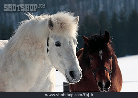 
                Pferde, Pony                   