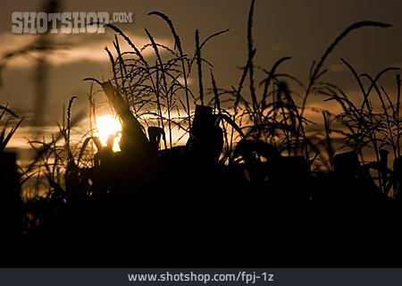 
                Sonnenuntergang, Blüte, Mais                   