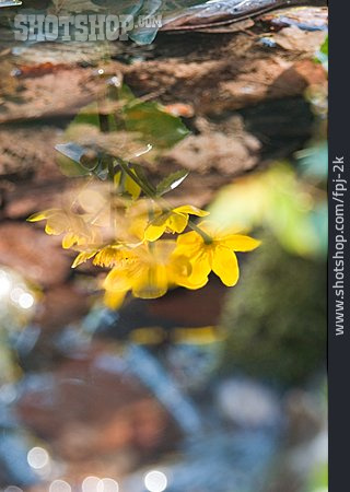 
                Spiegelung, Sumpfdotterblume                   