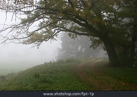 
                Nebel, Waldweg, Eiche                   