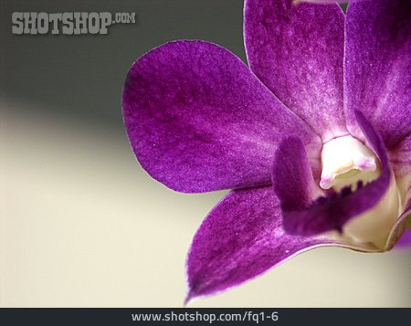 
                Blüte, Orchidee                   