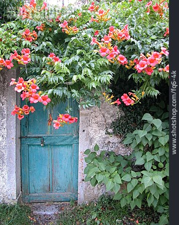 
                Tür, Blumenranken                   