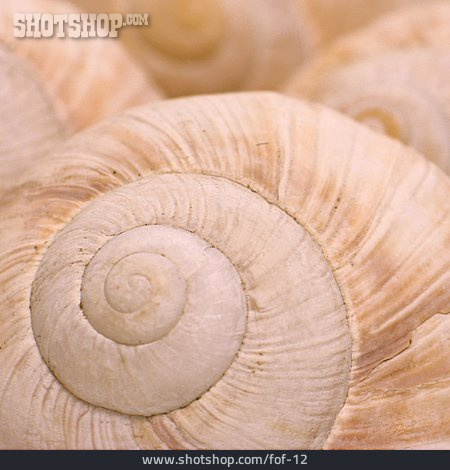 
                Snail-shell                   