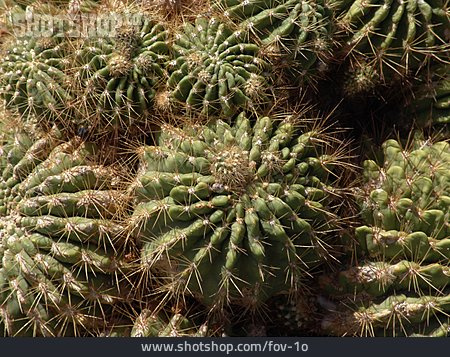
                Kaktus, Kugelkaktus                   