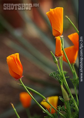 
                Mohn, Mohnblüte                   