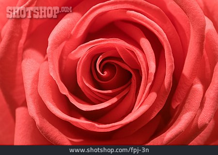 
                Rose, Blüte                   